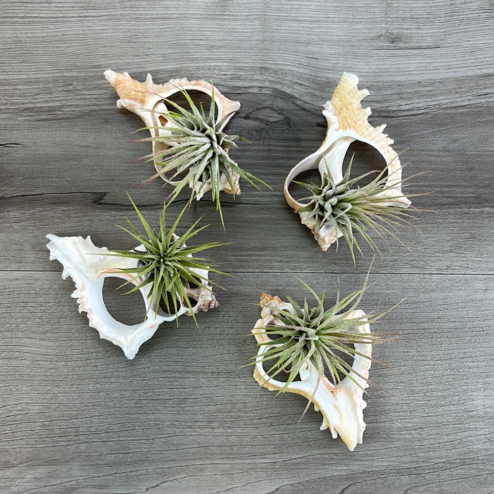 🔆AIR PLANT BUDDY🔆 WITH REAL SEA SHELL HAND MADE AND UNIQUE - Picture 7 of 11